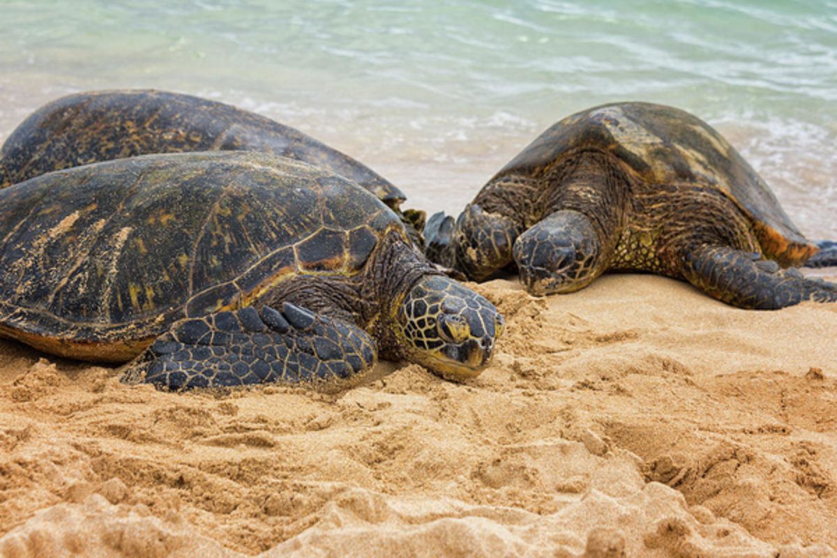 Hawaiian Green Sea Turtles 1 - Oahu Hawaii – Poster - Canvas Print